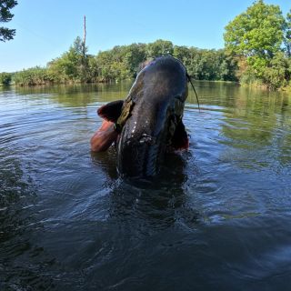 🇨🇿 CZ | Rybářský závod – Cukrovarský sumec 2025. Největší ulovený sumec měřil 208 cm. Byl jsem u toho a natočil celé 4K...